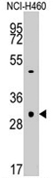 PAB2069 - Caspase-3