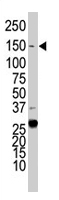 PAB2089 - CD309 / VEGFR-2 / Flk-1