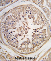 PAB2096 - Pumilio 2 / PUM2