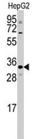 PAB2157 - CTDSP2
