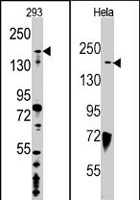PAB2188 - JMJD3 / KDM6B