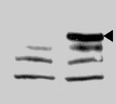 PAB2189 - JMJD3 / KDM6B