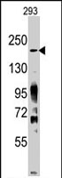 PAB2190 - JMJD3 / KDM6B