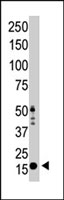 PAB2226 - Histone H3.3