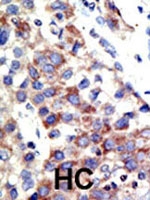 PAB2226 - Histone H3.3