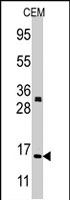 PAB2227 - Histone H3.3