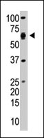 PAB2233 - SAE2 / UBA2