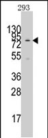 PAB2244 - KAT2A / GCN5L2