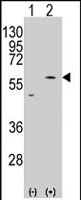 PAB2256 - SLC29A4 / ENT4