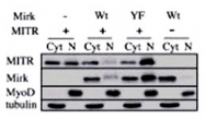 PAB2338 - HDAC9
