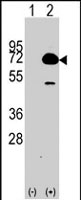 PAB2340 - HDAC10