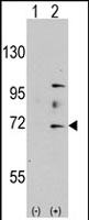 PAB2346 - MYST2