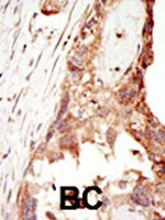 PAB2396 - PRDM14 / PFM11