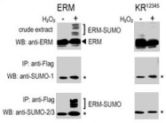 PAB2408 - SUMO2/3