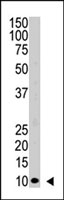 PAB2409 - Ubiquitin