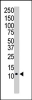PAB2410 - Ubiquitin
