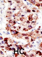 PAB2410 - Ubiquitin