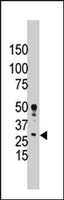 PAB2438 - Bcl-2-like 5