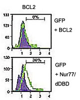 PAB2440 - Bcl-2