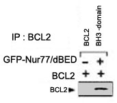 PAB2440 - Bcl-2