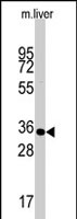 PAB2445 - Caspase-6
