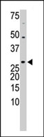 PAB2464 - TXNL1