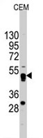 PAB2480 - GATA4