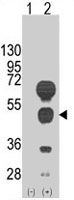 PAB2480 - GATA4