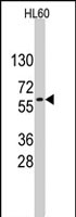 PAB2482 - Nucleostemin