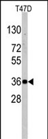 PAB2486 - NANOS1