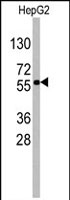 PAB2489 - SOX9