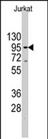 PAB2490 - TERT