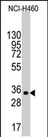 PAB2491 - UTF1
