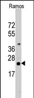 PAB2493 - CD247 / CD3Z