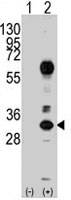 PAB2495 - CD8