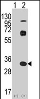PAB2496 - CD8