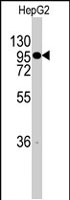 PAB2498 - Chordin