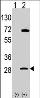 PAB2547 - Prohibitin / PHB