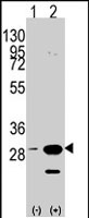 PAB2548 - Prohibitin / PHB