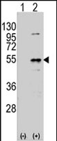 PAB2552 - Dysbindin