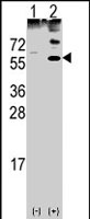 PAB2558 - Noelin