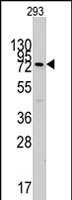 PAB2565 - CD144 / Cadherin-5