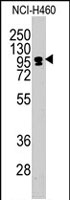 PAB2570 - CEBPZ / CBF2