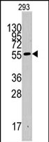 PAB2571 - IDO1 / INDO