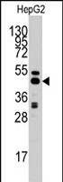 PAB2578 - AdoHcyase / AHCY
