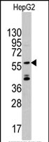 PAB2596 - ANGEL2