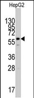 PAB2598 - PPAT