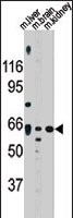 PAB2643 - Activin receptor type 2A / ACVR2A