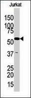 PAB2680 - Glycerol kinase 2