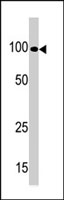 PAB2765 - Kinase suppressor of Ras 1
